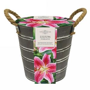 Outdoor Metal Bucket - 5 Lilium Stargazer Bulbs