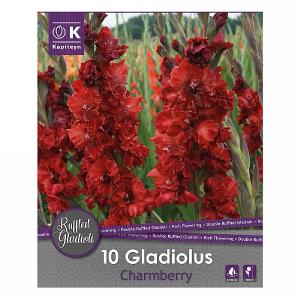 Gladiolus Ruffled Chamberry - 10 Bulbs