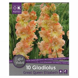 Gladiolus Ruffled Great Queen Elizabeth - 10 Bulbs