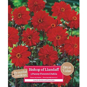 Dahlia Bishop Of Llandaff - 3 Bulbs