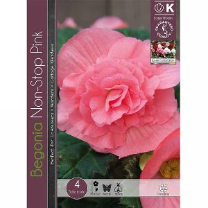 Begonia Non-Stop Pink - 4 Bulbs