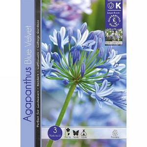 Agapanthus Blue Velvet - 3 Bulbs