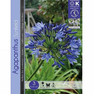 Agapanthus Sunfield - 3 Bulbs