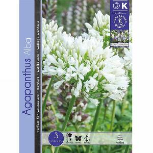 Agapanthus Alba - 3 Bulbs