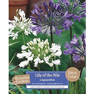 Beautiful Gardens Agapanthus Lily Of The Nile - 3 Bulbs