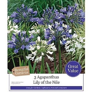 Agapanthus 'Lily of the Nile' (3 Bulbs)