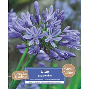 Beautiful Gardens Agapanthus Blue - 3 Bulbs