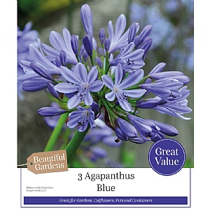 Agapanthus 'Blue' (3 Bulbs)