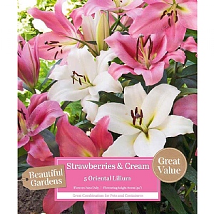 Beautiful Gardens Lilium Oriental Strawberries & Cream - 6 Bulbs