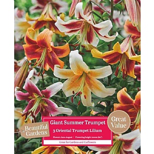 Beautiful Gardens Lilium Oriental Giant Summer Trumpet - 3 Bulbs