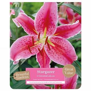 Beautiful Gardens Lilium Stargazer - 6 Bulbs