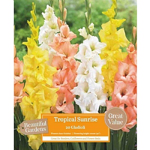 Beautiful Gardens Gladioli Tropical Sunrise - 20 Bulbs