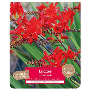 Beautiful Gardens Crocosmia Lucifer - 15 Bulbs