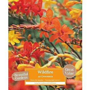Beautiful Gardens Crocosmia Wildfire - 40 Bulbs