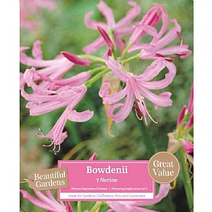 Beautiful Gardens Nerine Bowdenii - 7 Bulbs