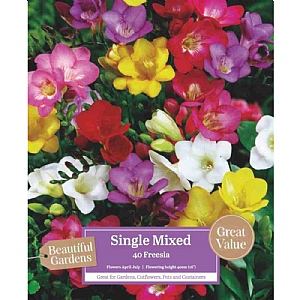 Beautiful Gardens Freesia Mixed Colours - 40 Bulbs