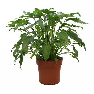 Philodendron 'Xanadu' - 21cm Pot