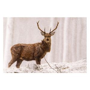 Stag in Mist LED Canvas 100x80cm