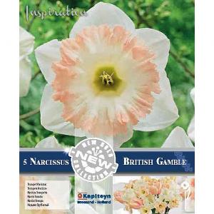 Narcissus British Gamble (5 Bulbs)