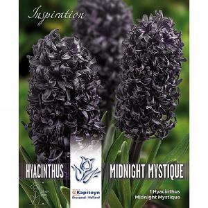 Hyacinthus Midnight Mystique (3 Bulbs)