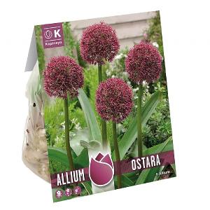 Allium Ostara (6 Bulbs)