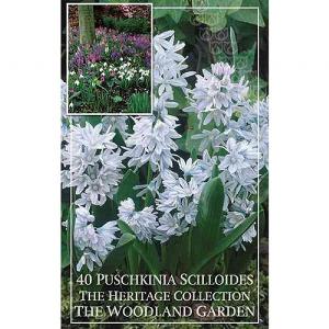 Puschkinia cilloides (40 Bulbs)