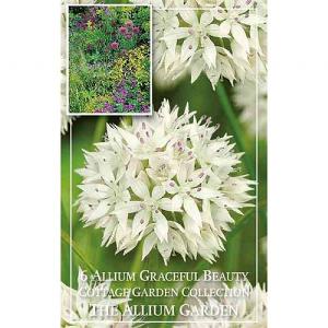Allium Graceful Beauty (6 Bulbs)
