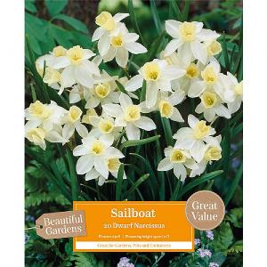 Narcissus Sailboat (20 Bulbs)