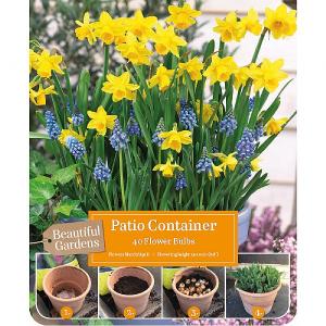 Narcissus & Muscari Patio Container Pack (40 Bulbs)