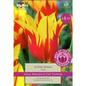 Tulip Fire Wings (10 Bulbs)
