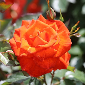 'Burning Desire' Bush Rose 3L