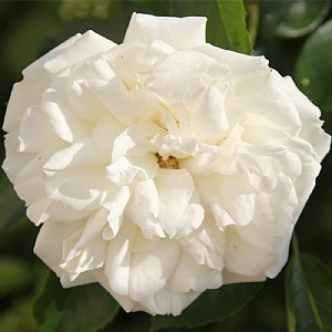 'Diamond Dad' Bush Rose 3L