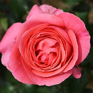 'Special Anniversary' Climbing Rose 5L