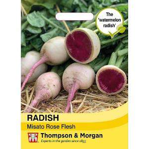 Thompson & Morgan Radish Misato Rose Flesh