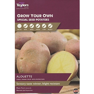 Alourette Early Main Crop Seed Potatoes Taster Pack (Pack of 10)