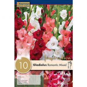 Gladiolus Romantic Mixed - 10 Bulbs