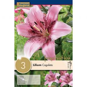 Lilium Cogoleto - 3 Bulbs
