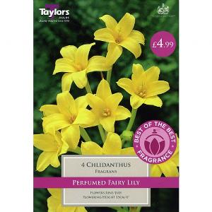 Chlidanthus Fragrans 4 Bulbs