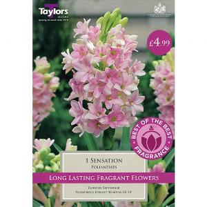 Polianthes Sensation - 1 Bulb