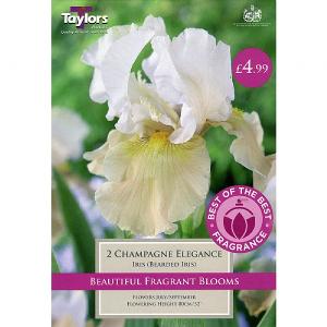 Iris Champagne Elegance - 2 Bulbs