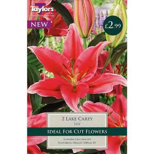 Lily Lake Carey - 2 Bulbs