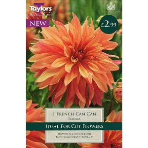 Dahlia French Can-Can - 1 Bulb