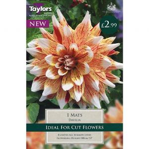 Dahlia Mats - 1 Bulb