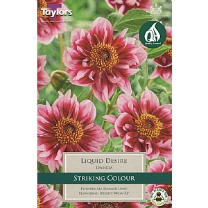 Dahlia Liquid Desire - 1 Bulb