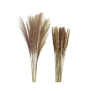Decoris Grass Feather On Stem 85cm (Assorted Designs)