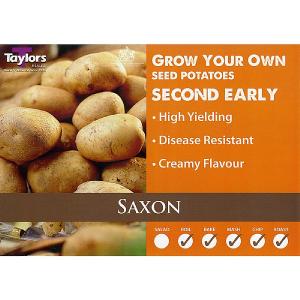 Saxon Second Early Seed Potatoes (Bag of 15)