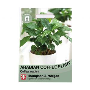 Thompson & Morgan Arabian Coffee House Plant Seeds