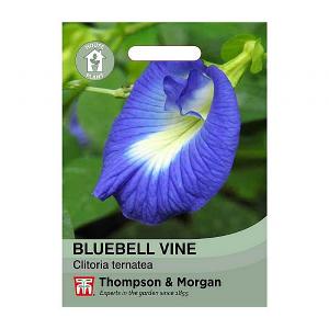 Thompson & Morgan BluebellvineHouse Plant Seeds