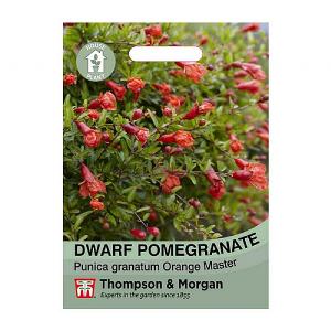 Thompson & Morgan Dwarf Pomegranate House Plant Seeds