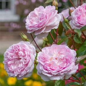 Silas Marner English Shrub Rose 6L